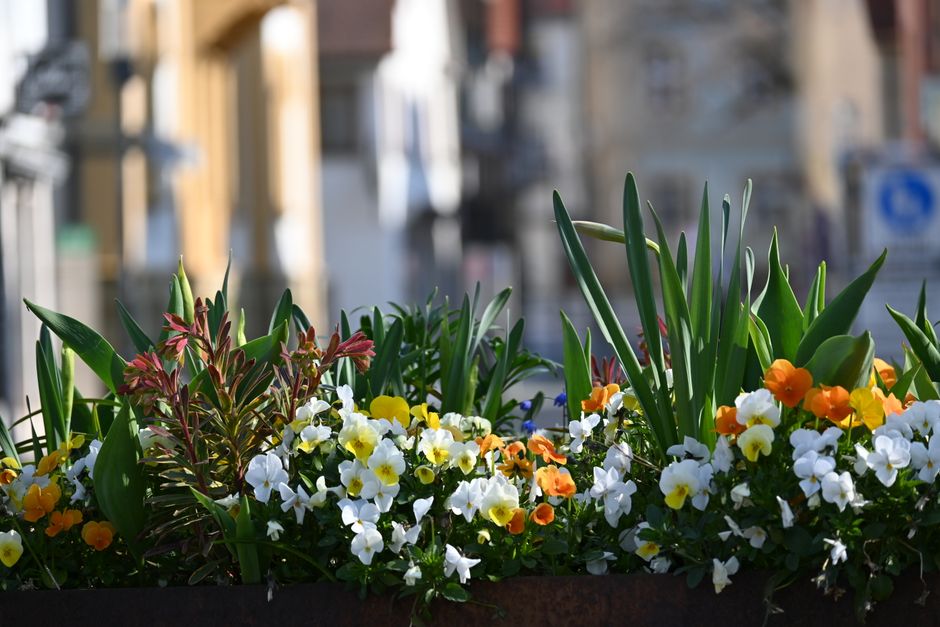A floral arrangement in a rectangular planter box containing a variety of flowers, including white, yellow, and orange pansies, along with tall green foliage and some reddish-brown leaves. The flowers