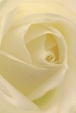 With this intimate portrait, the viewer is invited to bask in the soft embrace of a cream-white rose, its petals delicately spiralling towards a centred core and softly illuminated, much like the gentle daylight over Berrylands' suburban gardens. Each fold and curve of the flower is rendered with such fine detail that one can almost imagine its velvety texture beneath the hand, while shadows pool quietly between petals, imparting a sense of calm introspection. There's grace in the way the light dances over each layer, adding depth and a hint of subdued celebration to the blossom's tranquil presence. Perfect as a symbol of sympathy, admiration, or a peaceful new beginning, this rose carries both the artistry and proud tradition of Berrylands' local florists. The close focus is more than a visual; it's an invitation to experience the tender mood, gentle scent, and careful intention behind a floral gift made to bring solace and joy to friends and family in the Berrylands community.